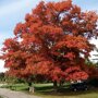 Quercus coccinea